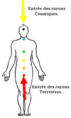 Les rayons et les chakras